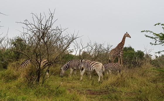 Full Day Hluhluwe Safari Excursion